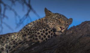 Kgalagadi Transfrontier Park