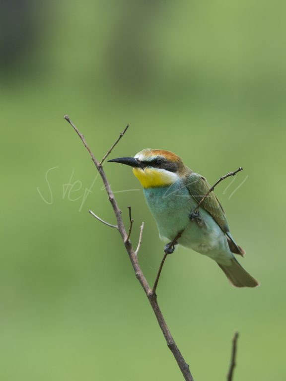 Bezeichnung: SAF_3591 Format: 30x20 cm 