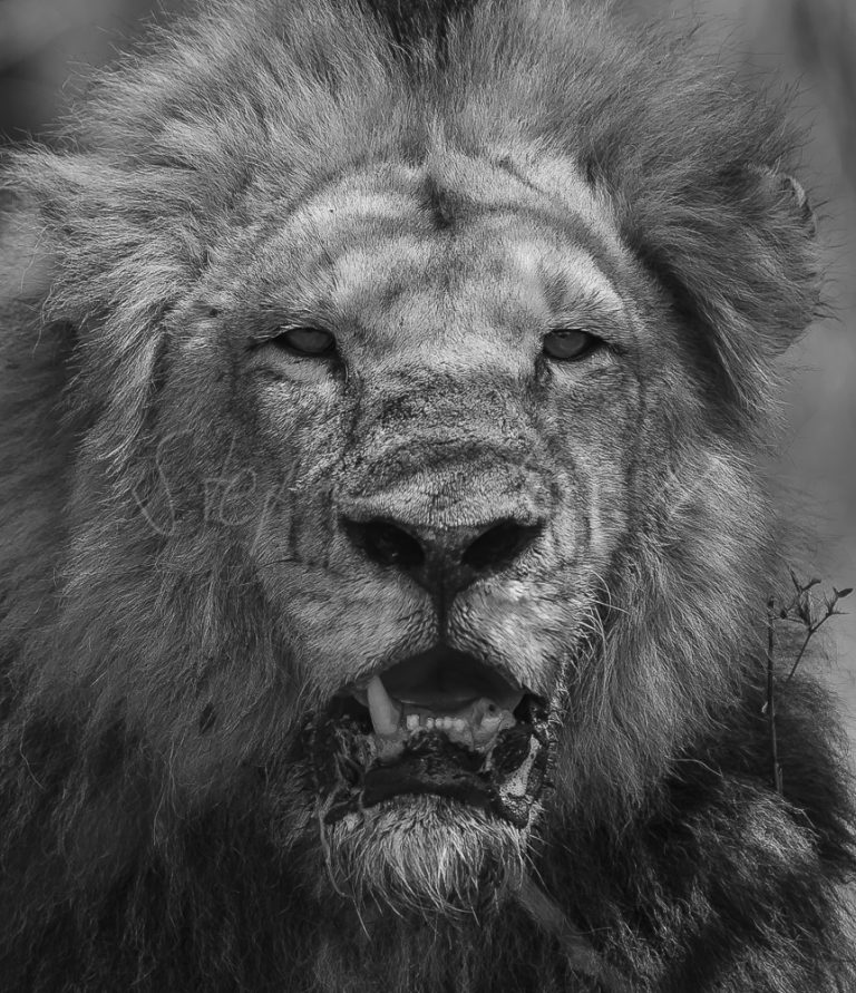 Bezeichnung: SAF_4187 Format: 80x60 cm