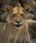 Bezeichnung: SAF_9044 Format: 40x60 cm 