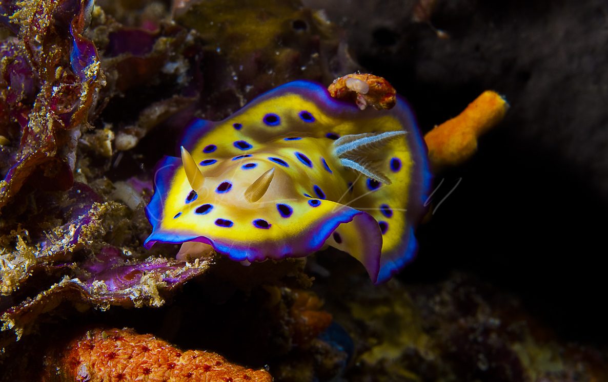 STG_8929 Format: 100x50 cm 