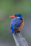 SAF_5992 Format: 20x30 cm